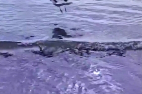 Ayağına dolanan sahte oltayla yaralanan martı tedavisinin ardından doğal ortamında