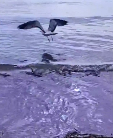 Ayağına dolanan sahte oltayla yaralanan martı tedavisinin ardından doğal ortamında