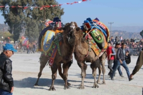 Aydın’da deve güreşleri ertelendi
