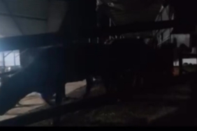 Aydın’da pasaportsuz hayvan sevkiyatına 1,2 milyon TL ceza