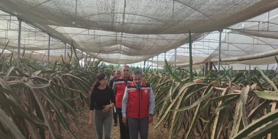 Aydın’da pitaya üretimi genişliyor