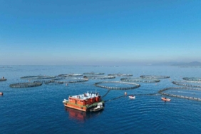 Aydın’da su ürünleri destekleme başvuruları başladı