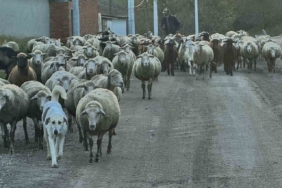 Aylık 50 bin liraya çoban bulamıyorlar