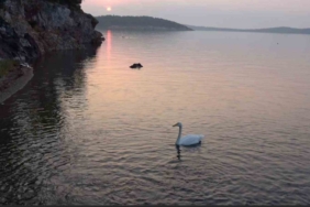 Ayvalık’ta sevimli kuğu Paşa Limanı’nın simgesi oldu