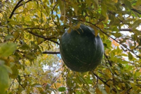 Bahçeye ektiği kabak, nar ağacının tepesinde meyve verdi