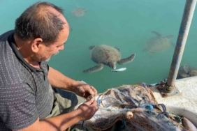 Balıkçıların dostu: Göç etmeyen caretta carettalar limanı mesken tuttu