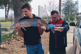 Balıkçının ağlarına takılan Mersin balığı koruma altına alındı