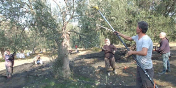 Balıkesir’de makineli hasat zeytinde verimi artırıyor