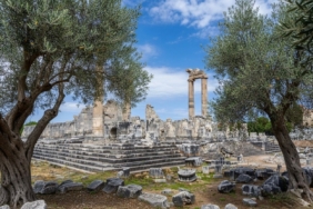 Başkan Gençay: "Zeytin ağacı Didim’in hafızasıdır"