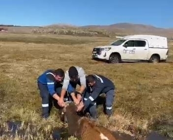 Bataklığa saplanan inek kurtarıldı