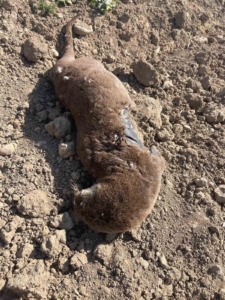 Batman’da koruma altındaki su samuru telef olmuş halde bulundu