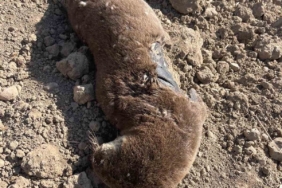 Batman’da koruma altındaki su samuru telef olmuş halde bulundu