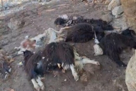 Batman’da kurt saldırısında 10 keçi telef oldu, 10’nu da yaralandı
