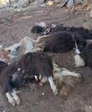 Batman’da kurt saldırısında 10 keçi telef oldu, 10’nu da yaralandı