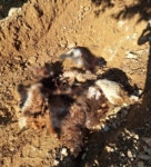 Batman’da kurt saldırısında 10 keçi telef oldu, 10’nu da yaralandı