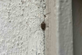 Bayburt’ta kokarca böceği görüldü