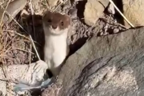 Beyaz gelincik şehir merkezinde görüntülendi