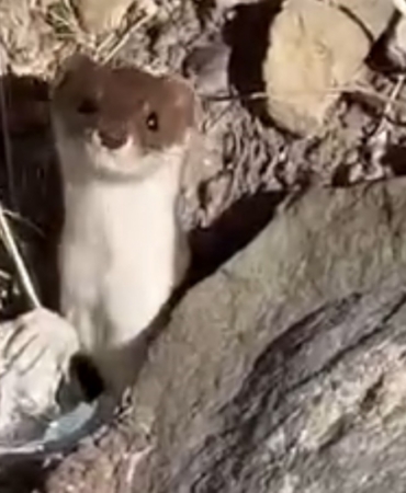 Beyaz gelincik şehir merkezinde görüntülendi