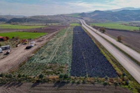 Beypazarı’nda mor lahana hasadı sürüyor