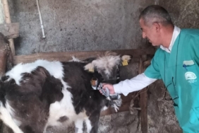 Beyşehir’de şap aşısı seferberliği