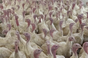 Bolu’da üreticilere "kuş gribi" uyarısı