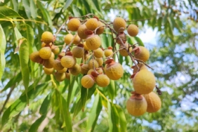 Bu ceviz yenmiyor, temizliyor, cildi güzelleştiriyor