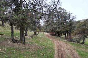 Bu ormana asırlardır balta girmiyor, kuruyup yıkılan ağaçlarda ormanda bırakılıyor