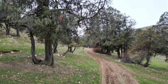 Bu ormana asırlardır balta girmiyor, kuruyup yıkılan ağaçlarda ormanda bırakılıyor