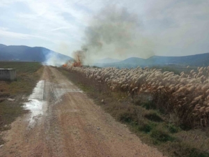 Bucak’ta sazlık alanda yangın