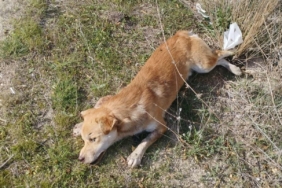 Buldan’da yol kenarında ölü köpekler bulundu