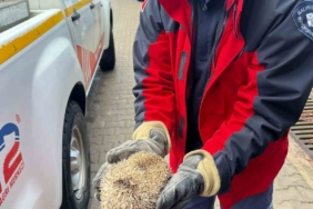 Burhaniye’de mazgala sıkışan kirpiyi itfaiye kurtardı