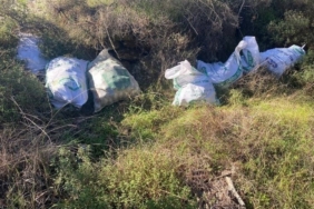 Çaldıkları çam fıstıklarını otların arasına sakladılar