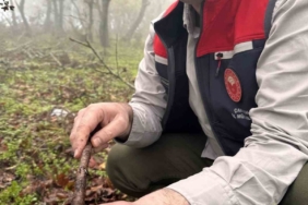 Çanakkale’de hububat zararlısı süneye geçit yok