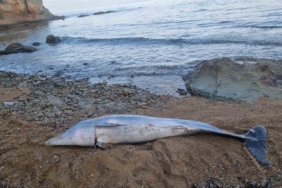 Çanakkale’de ölü yunus balığı sahile vurdu