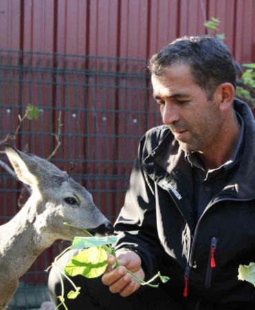 Çanakkale’de yangından kaçan karaca köyün maskotu oldu