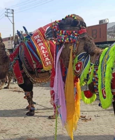 Çan’da havut giydirme hayrı düzenlendi