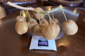 Çarşamba’da 180 gramlık kivi tescillendi