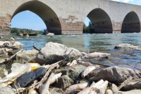 Ceyhan Nehri’ndeki toplu balık ölümlerinin nedeni ağır metal çıkmadı
