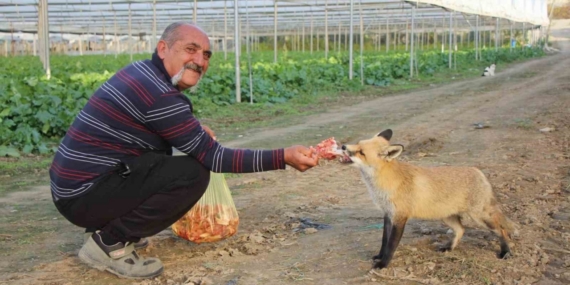Çiftçi ile tilkinin sıra dışı dostluğu: Serasını koruyan tilkiyi et ve dönerle besliyor