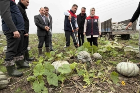 Coğrafi işaretli kestane kabağı hasadı başladı
