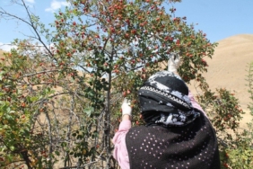 Dağların kırmızı hazinesi kuşburnu için hasat zamanı