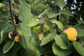 Dalların altın sarısını don vurdu: 10 dönüm tarladan 2 kasa ayva çıktı