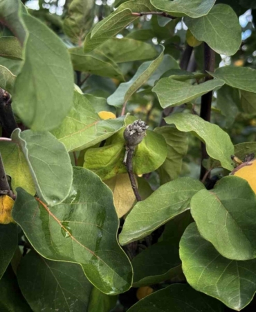 Dalların altın sarısını don vurdu: 10 dönüm tarladan 2 kasa ayva çıktı