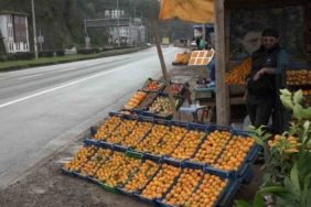 Derepazarı mandalinasında hasat başladı