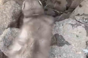 Diyarbakır’da bitkin halde bulunan gelincik, vatandaşlar tarafından görüntülendi