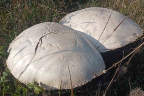 Doğada büyüyen dev mantarlar şaşkına çevirdi