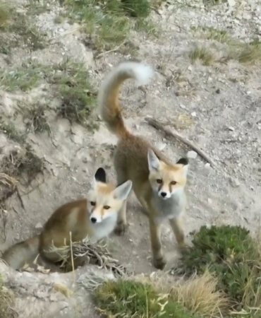 Doğanın sevimli yüzü: Tilki ailesi havadan görüntülendi