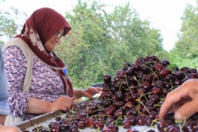 Dondurulmuş kirazda da dünya lideriyiz
