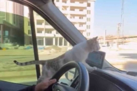 Donmak üzere olan kediyi aracına aldı: Şoförün duyarlı hareketi yolcuların takdirini topladı