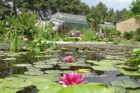 Ege Üniversitesinin endemik tür cenneti: Botanik Bahçesi